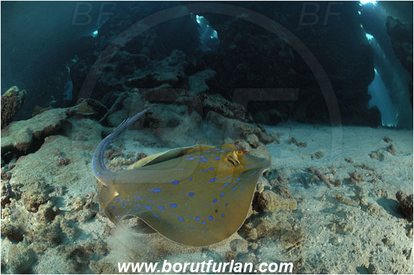 Shaab Abu Dabab, Marsa Alam, Egypt, Red sea, Taeniura lymma, Taeniura, Dasyatidae, Elasmobranchii, Bluespotted ribbontail ray, Blue spotted stingray, Stingray, Reef, Cave, Light rays, Fish