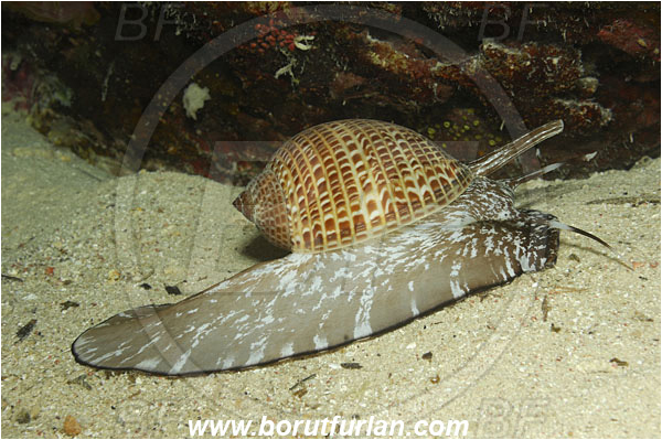Marsa Shagra, Marsa Alam, Egypt, Red sea, Tonna perdix, Tonna, Tonnidae, Partridge Tun Snail, Sea snail, Gastropoda, Mollusca, Mollusc
