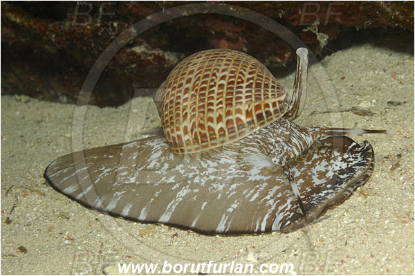 Marsa Shagra, Marsa Alam, Egypt, Red sea, Tonna perdix, Tonna, Tonnidae, Partridge Tun Snail, Sea snail, Gastropoda, Mollusca, Mollusc