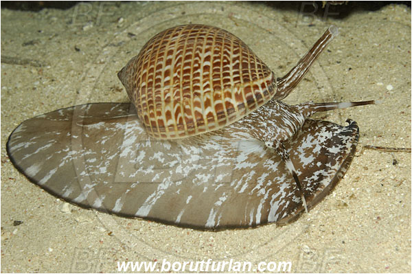 Marsa Shagra, Marsa Alam, Egypt, Red sea, Tonna perdix, Tonna, Tonnidae, Partridge Tun Snail, Sea snail, Gastropoda, Mollusca, Mollusc