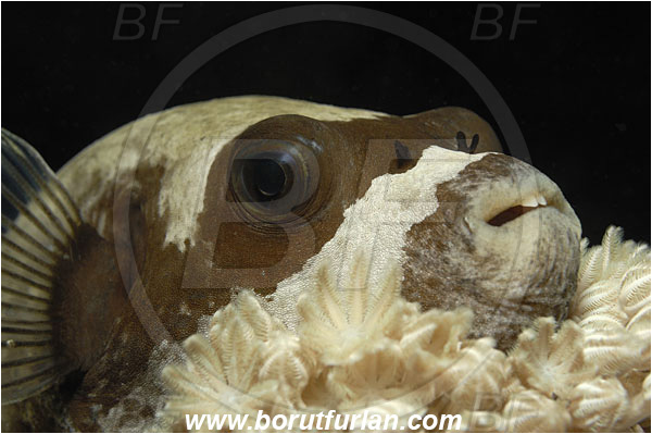 Marsa Shagra, Marsa Alam, Egypt, Red sea, Arothron diadematus, Arothron, Tetraodontidae, Masked puffer, Puffer, Fish, Portrait, Night