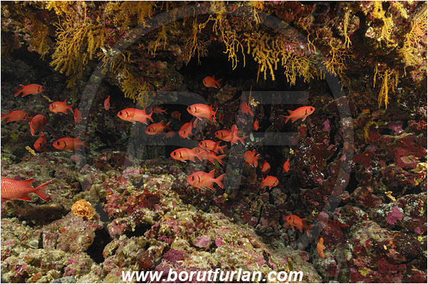 Elphinstone reef, Marsa Alam, Egypt, Red sea, Myripristis murdjan, Myripristis, Holocentridae, Blotcheye Soldierfish, Pinecone soldierfish, Soldierfish, Fish, Fish school, Reef, Cave