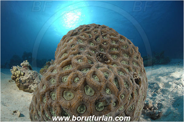 Marsa Shagra, Marsa Alam, Egypt, Red sea, Lobophyllia corymbosa, Lobophyllia, Lobophylliidae, Anthozoa, Cnidaria, Cnidarian, Lobed Cactus Coral, Brain Root Coral, Coral, Reef