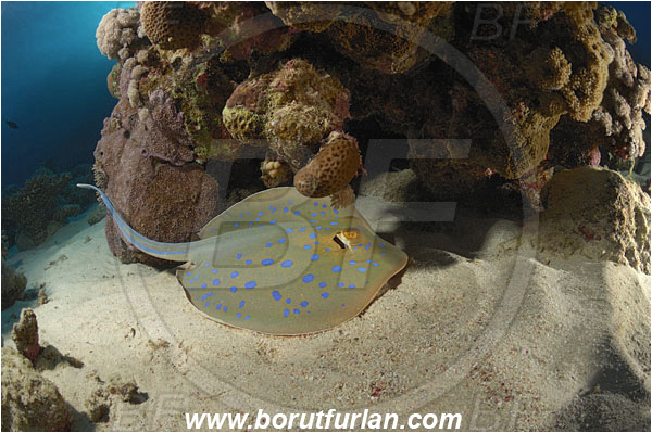 Marsa Shagra, Marsa Alam, Egypt, Red sea, Taeniura lymma, Taeniura, Dasyatidae, Elasmobranchii, Bluespotted ribbontail ray, Blue spotted stingray, Stingray, Reef, Fish