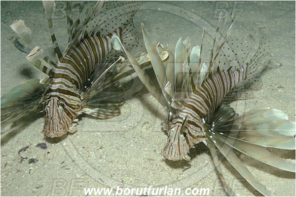 Marsa Shagra, Marsa Alam, Egypt, Red sea, Pterois miles, Pterois, Scorpaenidae, Devil Firefish, Lionfish, Fish