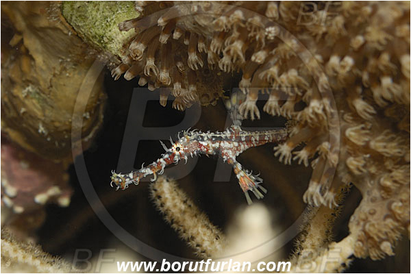 Marsa Shagra, Marsa Alam, Egypt, Red sea, Solenostomus paradoxus, Solenostomus, Solenostomidae, Harlequin Ghost Pipefish, Ornate Ghost Pipefish, Fish