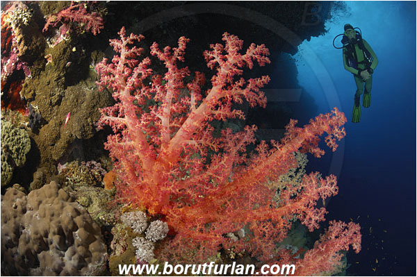 Elphinstone reef, Marsa Alam, Egypt, Red sea, Dendronephthya sp., Dendronephthya, Nephtheidae, Soft coral, Coral, Anthozoa, Cnidaria, Cnidarian, Reef, Wall, Diver