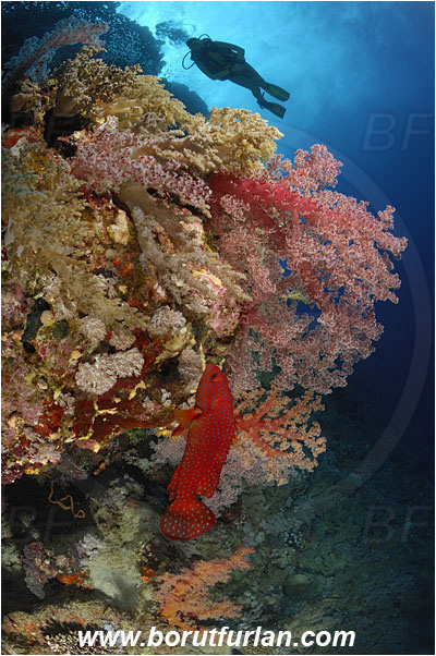Elphinstone reef, Marsa Alam, Egypt, Red sea, Dendronephthya sp., Dendronephthya, Nephtheidae, Soft coral, Coral, Anthozoa, Cnidaria, Cnidarian, Reef, Wall, Diver, Cephalopholis miniata, Cephalopholis, Serranidae, Coral grouper, Grouper, Fish