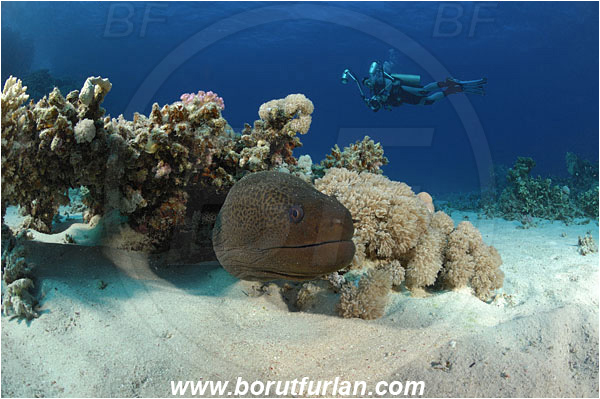 Marsa Shagra, Marsa Alam, Egypt, Red sea, Gymnothorax javanicus, Gymnothorax, Muraenidae, Giant Moray, Moray, Fish, Portrait, Reef, Diver, Underwater Photographer