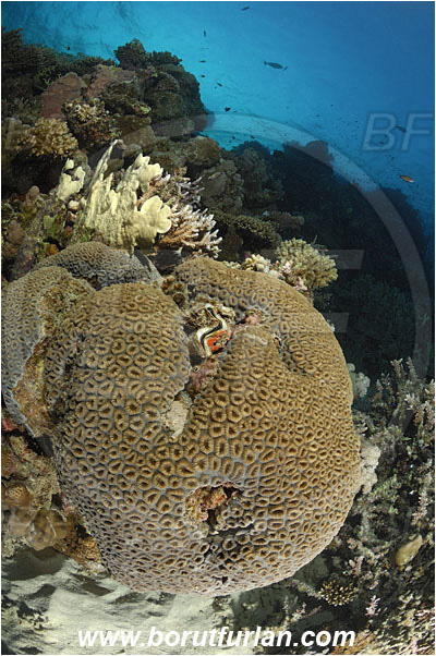 Marsa Shagra, Marsa Alam, Egypt, Red sea, Favia favus, Favia, Faviidae, Honeycomb Coral, Anthozoa, Cnidaria, Cnidarian, Coral, Reef