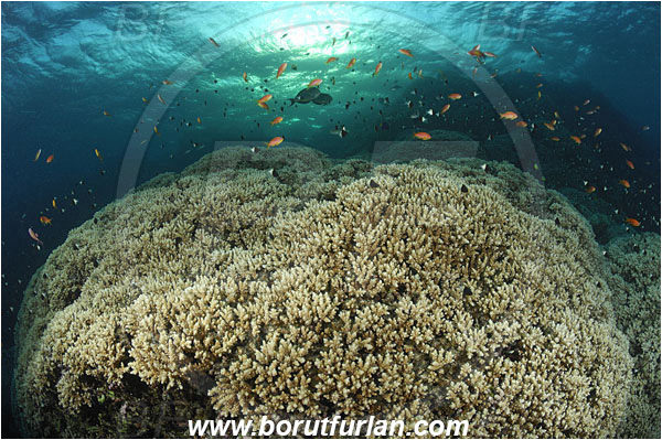 Marsa Shagra, Marsa Alam, Egypt, Red sea, Acropora sp., Acropora, Acroporidae, Anthozoa, Cnidaria, Cnidarian, Acropora Stone Coral, Coral, Reef