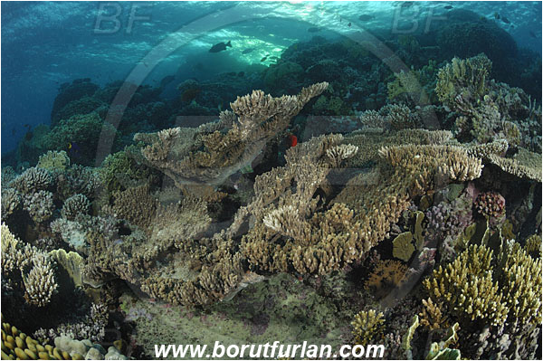 Marsa Shagra, Marsa Alam, Egypt, Red sea, Acropora sp., Acropora, Acroporidae, Anthozoa, Cnidaria, Cnidarian, Acropora Stone Coral, Coral, Reef
