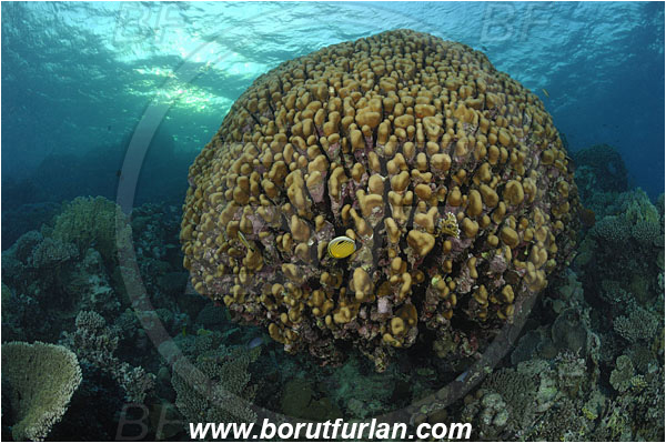 Marsa Shagra, Marsa Alam, Egypt, Red sea, Porites nodifera, Porites, Poritidae, Anthozoa, Cnidaria, Cnidarian, Dome Coral, Coral, Reef