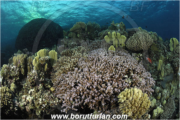 Marsa Shagra, Marsa Alam, Egypt, Red sea, Anthozoa, Cnidaria, Cnidarian, Stone Coral, Coral, Reef