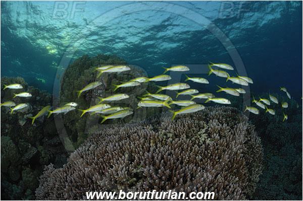 Marsa Shagra, Marsa Alam, Egypt, Red sea, Mulloidichthys vanicolensis, Mulloidichthys, Mullidae, Yellowfin Goatfish, Goatfish, Fish, Fish school, Reef