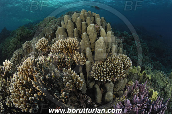 Marsa Shagra, Marsa Alam, Egypt, Red sea, Acropora sp., Acropora, Acroporidae, Anthozoa, Cnidaria, Cnidarian, Acropora Stone Coral, Coral, Reef