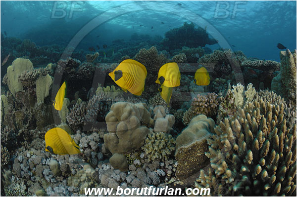 Marsa Shagra, Marsa Alam, Egypt, Red sea, Chaetodon semilarvatus, Chaetodon, Chaetodontidae, Masked Butterflyfish, Butterflyfish, Fish, Fish school, Reef