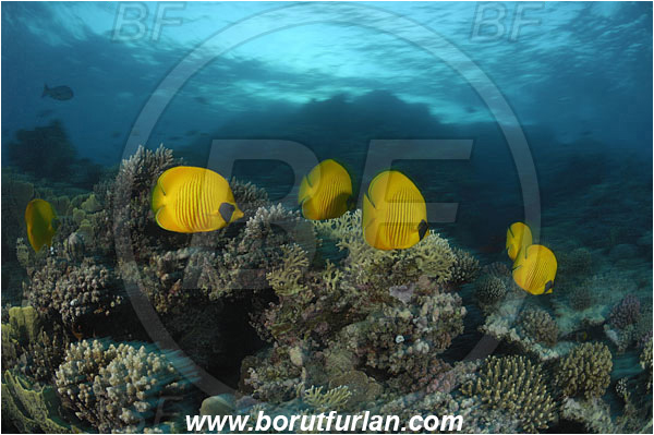 Marsa Shagra, Marsa Alam, Egypt, Red sea, Chaetodon semilarvatus, Chaetodon, Chaetodontidae, Masked Butterflyfish, Butterflyfish, Fish, Fish school, Reef