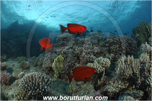 Marsa Shagra, Marsa Alam, Egypt, Red sea, Priacanthus hamrur, Priacanthus, Lunartail Bigeye, Bigeye, Priacanthidae, Fish, Fish school, Reef