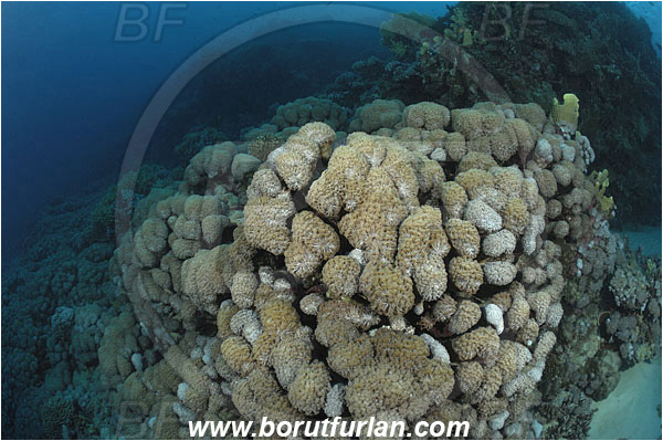 Marsa Shagra, Marsa Alam, Egypt, Red sea, Goniopora planulata, Goniopora, Poritidae, Anthozoa, Cnidaria, Cnidarian, Stone Coral, Coral, Reef