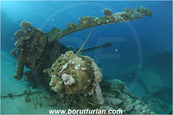 Marsa Abu Ghusun, Marsa Alam, Egypt, Red sea, Abu Ghusun Wreck, Wreck
