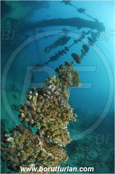 Marsa Abu Ghusun, Marsa Alam, Egypt, Red sea, Abu Ghusun Wreck, Wreck, Diver