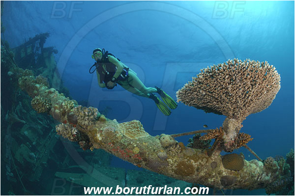 Marsa Abu Ghusun, Marsa Alam, Egypt, Red sea, Abu Ghusun Wreck, Wreck, Diver