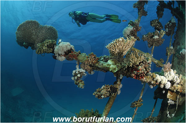 Marsa Abu Ghusun, Marsa Alam, Egypt, Red sea, Abu Ghusun Wreck, Wreck, Diver