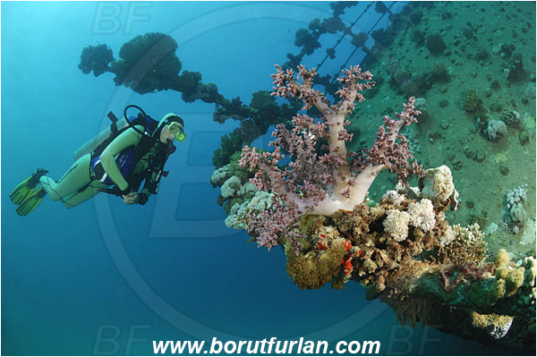Marsa Abu Ghusun, Marsa Alam, Egypt, Red sea, Abu Ghusun Wreck, Wreck, Diver
