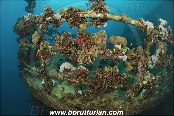 Marsa Abu Ghusun, Marsa Alam, Egypt, Red sea, Abu Ghusun Wreck, Wreck