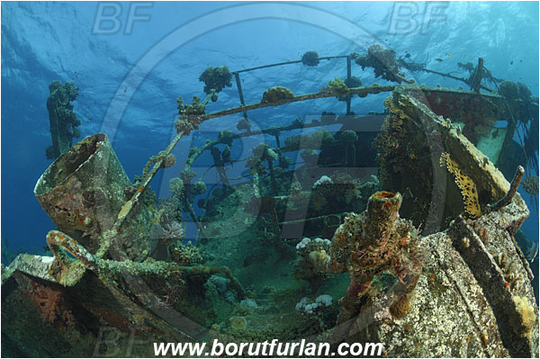 Marsa Abu Ghusun, Marsa Alam, Egypt, Red sea, Abu Ghusun Wreck, Wreck