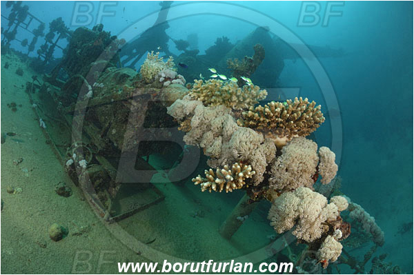 Marsa Abu Ghusun, Marsa Alam, Egypt, Red sea, Abu Ghusun Wreck, Wreck
