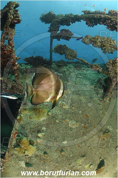 Marsa Abu Ghusun, Marsa Alam, Egypt, Red sea, Abu Ghusun Wreck, Wreck