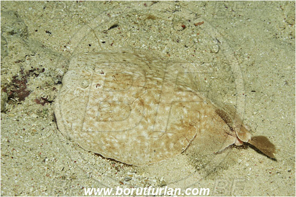 Marsa Shagra, Marsa Alam, Egypt, Red sea, Torpedo panthera, Torpedo, Torpedinidae, Elasmobranchii, Red Sea Torpedo Ray, Panther electric ray, Electric ray, Fish