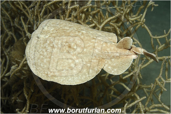 Marsa Shagra, Marsa Alam, Egypt, Red sea, Torpedo panthera, Torpedo, Torpedinidae, Elasmobranchii, Red Sea Torpedo Ray, Panther electric ray, Electric ray, Fish