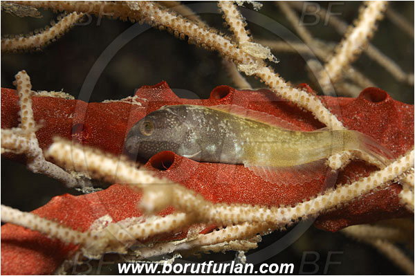 Marsa Shagra, Marsa Alam, Egypt, Red sea, Pseudochromis sp., Pseudochromis, Pseudochromidae, Dottyback, Fish