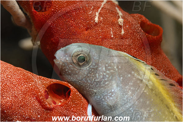 Marsa Shagra, Marsa Alam, Egypt, Red sea, Pseudochromis sp., Pseudochromis, Pseudochromidae, Dottyback, Fish, Portrait