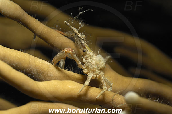 Marsa Shagra, Marsa Alam, Egypt, Red sea, Hyastenus sp., Hyastenus, Epialtidae, Decapoda, Crustacea, Crustacean, Horn decorator crab, Crab
