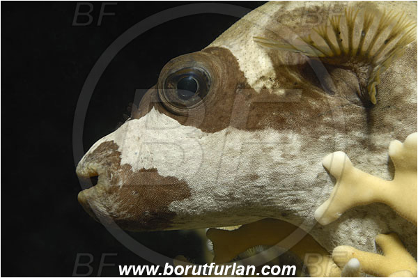 Marsa Shagra, Marsa Alam, Egypt, Red sea, Arothron diadematus, Arothron, Tetraodontidae, Masked puffer, Puffer, Fish, Portrait, Night