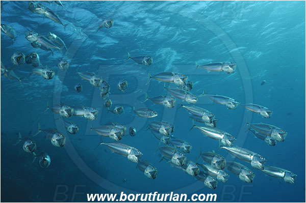 Marsa Shagra, Marsa Alam, Egypt, Red sea, Rastrelliger kanagurta, Rastrelliger, Scombridae, Indian mackerel, Fish, Feeding, Fish school