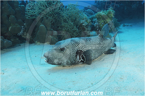Marsa Shagra, Marsa Alam, Egypt, Red sea, Arothron stellatus, Arothron, Tetraodontidae, Stellate puffer, Puffer, Fish, Reef