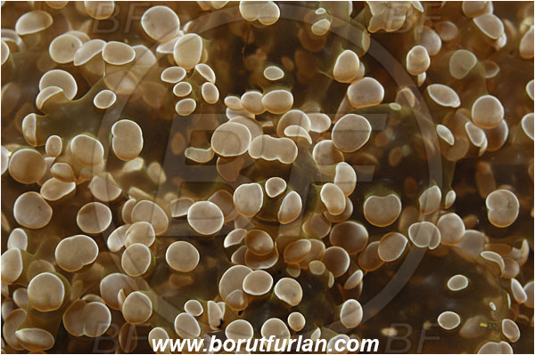 Triton bay, Papua, Indonesia, Euphyllia sp., Euphyllia, Euphylliidae, Anthozoa, Cnidaria, Cnidarian, Euphyllia coral, Coral, Abstract