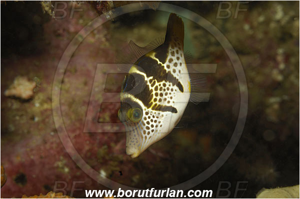 Triton bay, Papua, Indonesia, Paraluteres prionurus, Paraluteres, Black-saddled filefish, Filefish, Fish, Monacanthidae