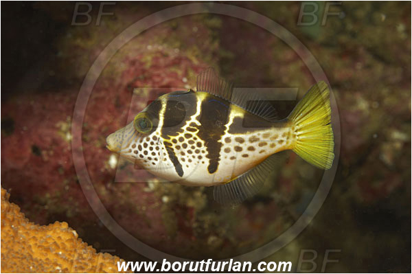 Triton bay, Papua, Indonesia, Paraluteres prionurus, Paraluteres, Black-saddled filefish, Filefish, Fish, Monacanthidae