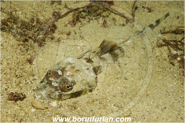 Triton bay, Papua, Indonesia, Thysanophrys chiltonae, Thysanophrys, Platycephalidae, Longsnout flathead, Flathead, Fish