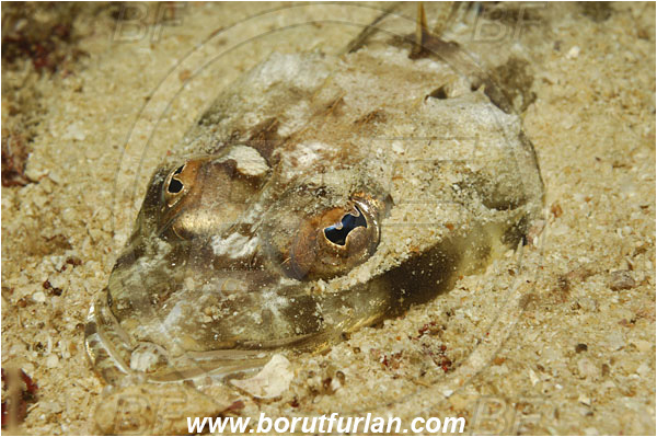 Triton bay, Papua, Indonesia, Thysanophrys chiltonae, Thysanophrys, Platycephalidae, Longsnout flathead, Flathead, Fish, Portrait