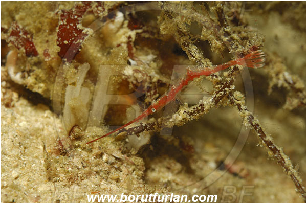 Triton bay, Papua, Indonesia, Tozeuma armatum, Tozeuma, Hippolytidae, Decapoda, Saw-Blade Shrimp, Shrimp, Crustacea, Crustacean