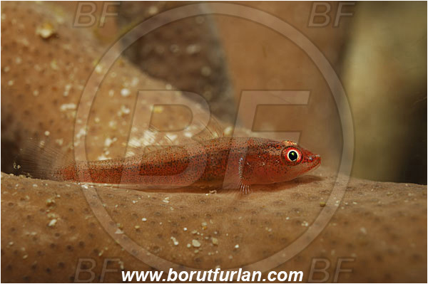Triton bay, Papua, Indonesia, Trimma sp., Trimma, Goby, Gobiidae, Fish
