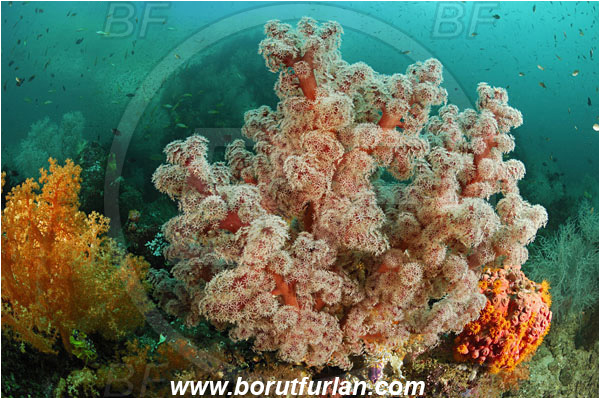 Triton bay, Papua, Indonesia, Dendronephthya sp., Dendronephthya, Nephtheidae, Soft coral, Coral, Anthozoa, Cnidaria, Cnidarian, Reef