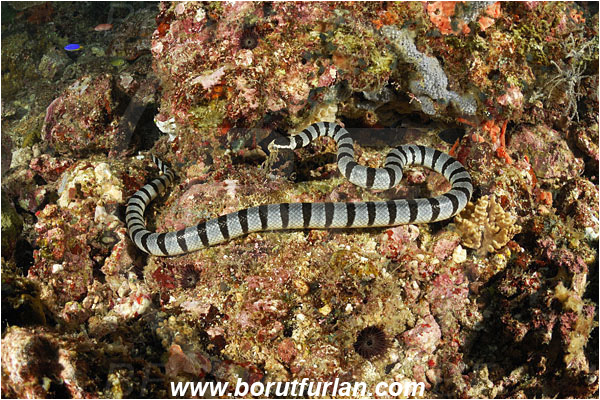 Triton bay, Papua, Indonesia, Laticauda colubrina, Laticauda, Elapidae, Reptilia, Reptilian, Banded Sea Snake, Banded sea krait, Snake, Reef